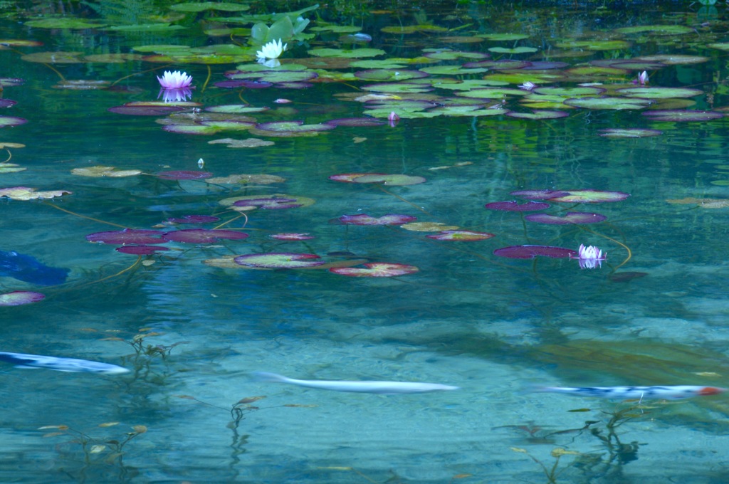 モネのマネ