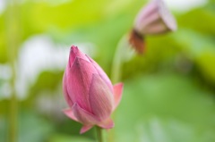 好きなんです蕾