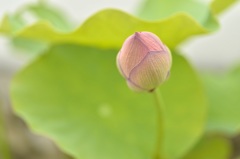 何の蓮だろう