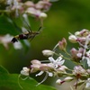 クサギの花の香りに誘われるオオスカシバ。