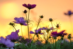 夕焼け秋桜