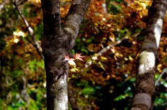 紅葉の影