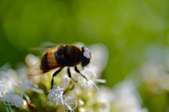 フジバカマの蜜がおいしいみたい