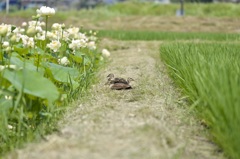 あはは^ ^迂回しよう