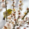 めじろ。と、うめ。