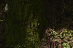 寒狭川-苔イコール抹茶粉末、好きなんです。