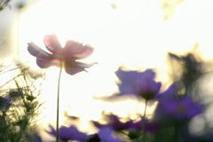 夕陽と虹色コスモス