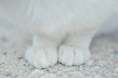 にゃん足