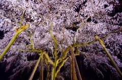 奥山田-しだれ桜