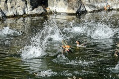 みんなで潜水