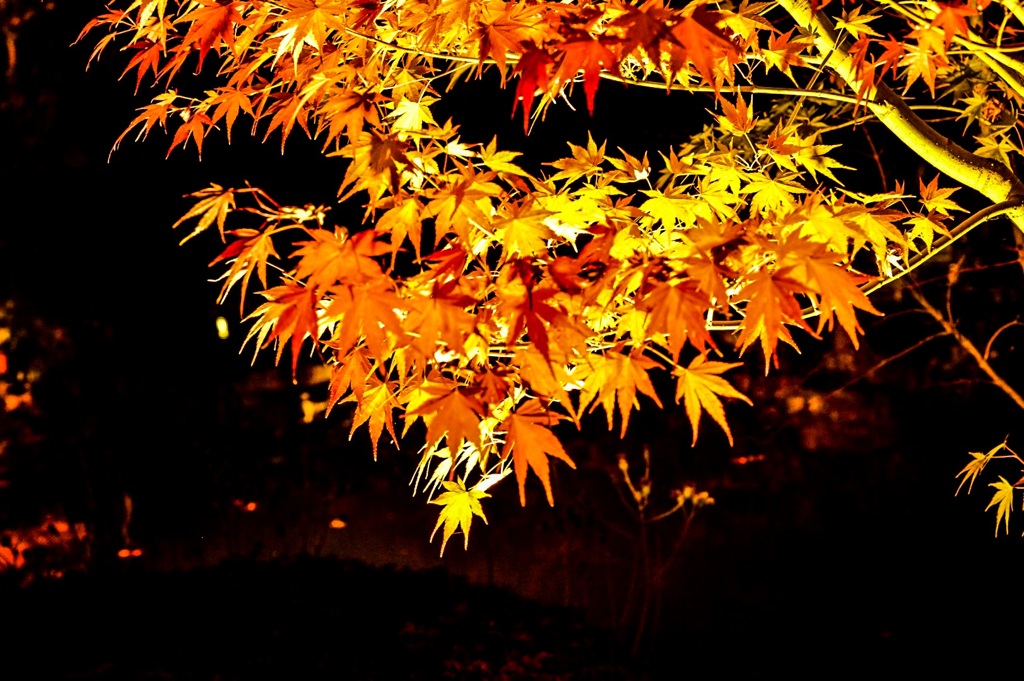 京都-永観堂-2015-11-30