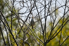 愛知の桜はまだ二分咲き、本舞台にむけての発声練習。