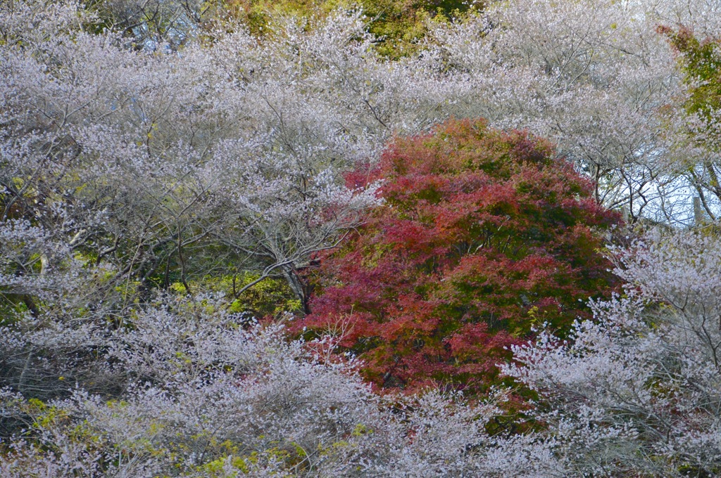 四季桜と紅葉-五分咲き
