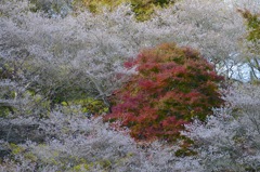 四季桜と紅葉-五分咲き