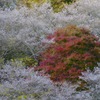 四季桜と紅葉-五分咲き