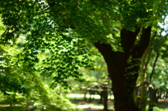 momiji