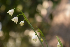 snowdrops