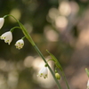 snowdrops