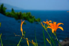 lily and sea