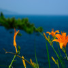 lily and sea