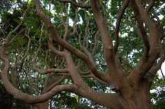 酒列磯前神社　参道
