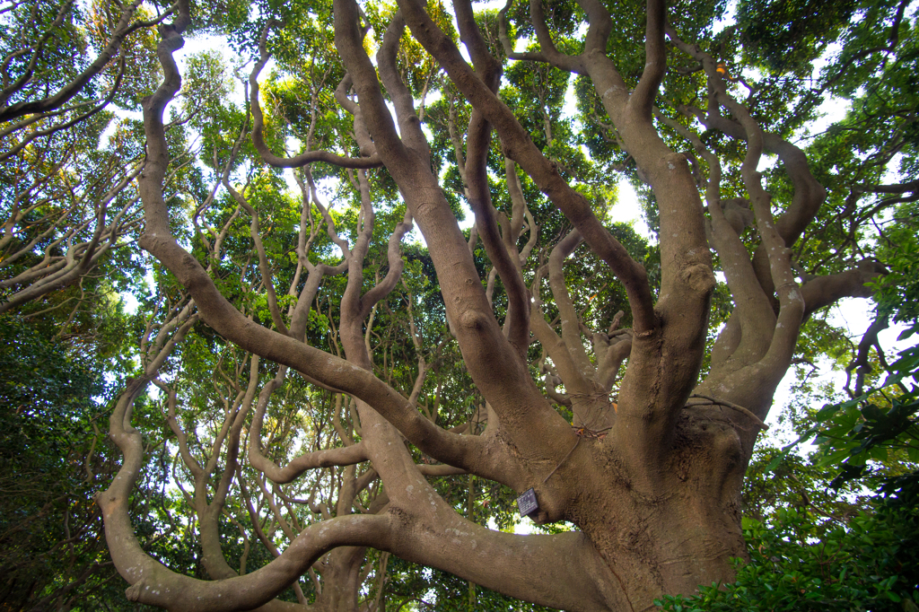 酒列磯前神社　参道