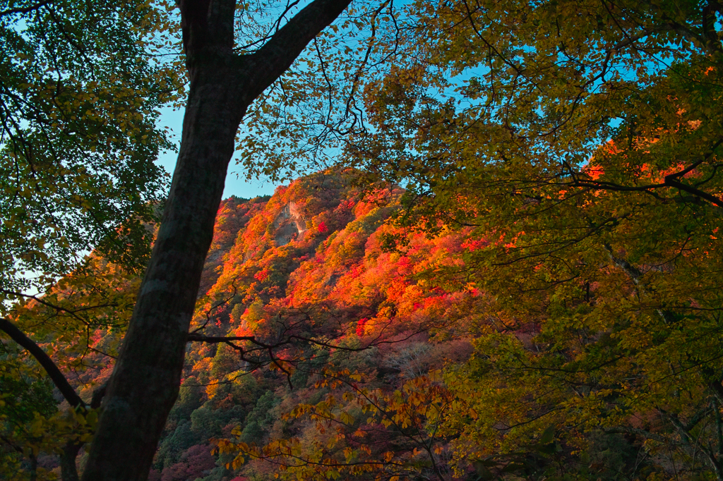 照山紅葉