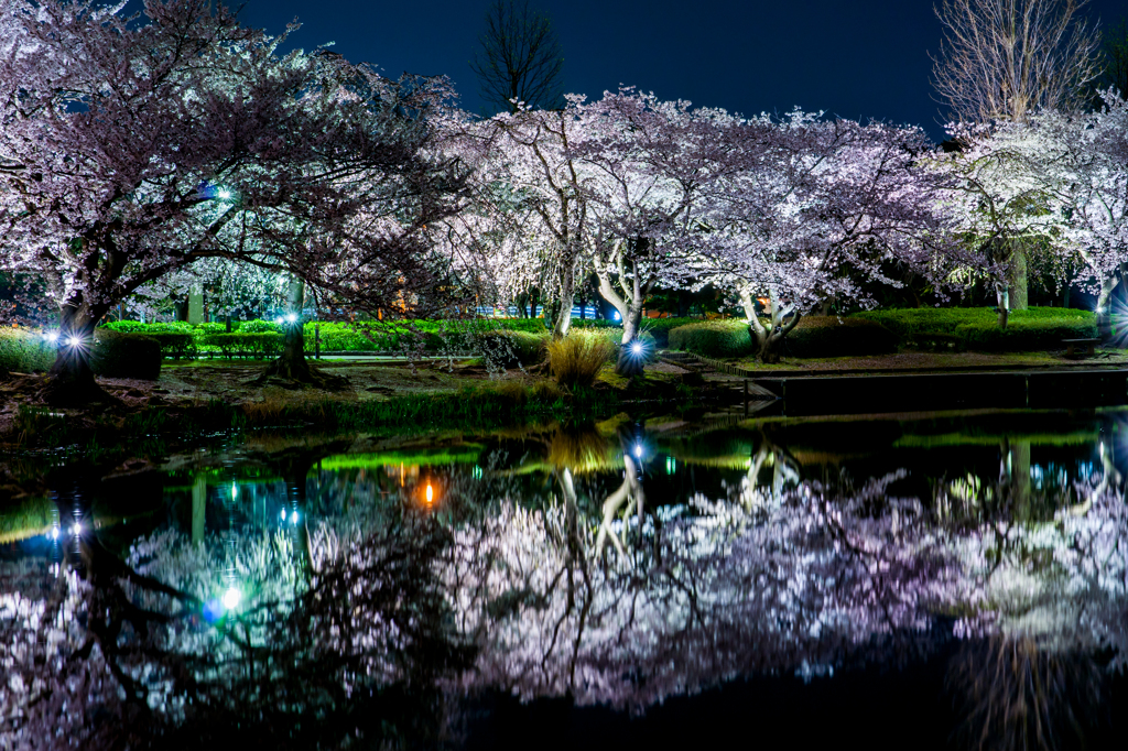 千波湖の夜桜