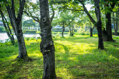 梅雨の木漏れ日