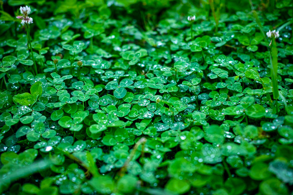 梅雨