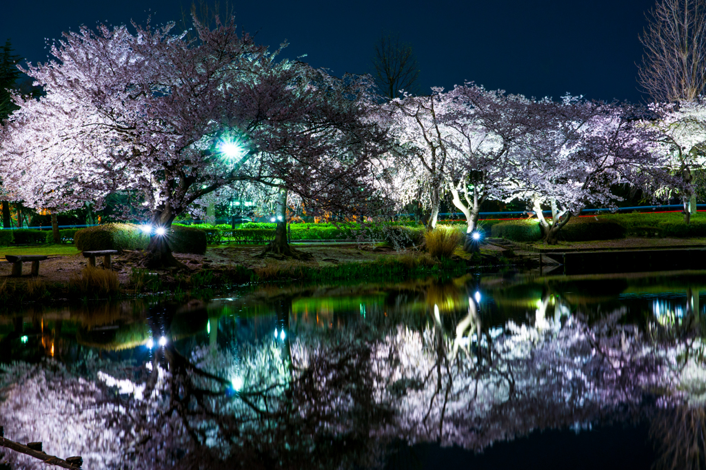 千波湖の夜桜