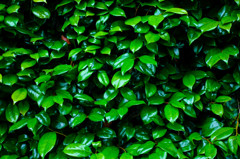 梅雨空の下の緑