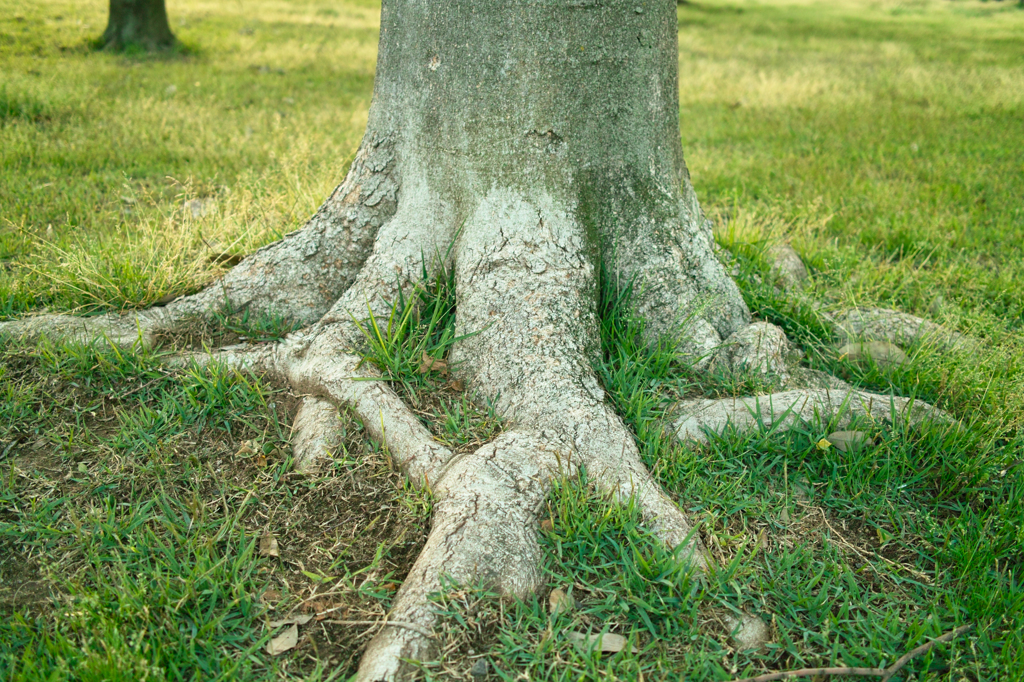 水戸　偕楽園　拡張部