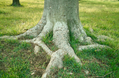 水戸 偕楽園 拡張部