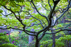 花屋ホテル　中庭