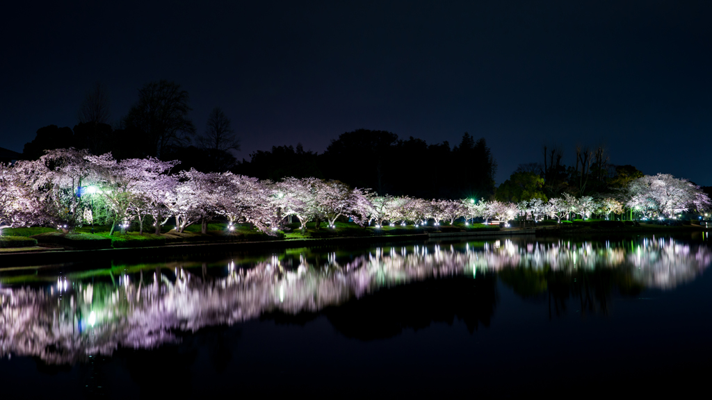 千波湖の夜桜