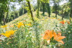 Lilies２