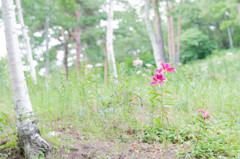 凛と咲き尽きる。