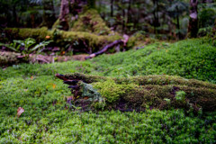 苔の森の住人たち