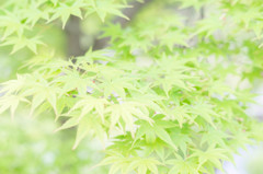 萌黄色の春