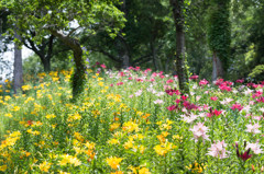 Lilies3