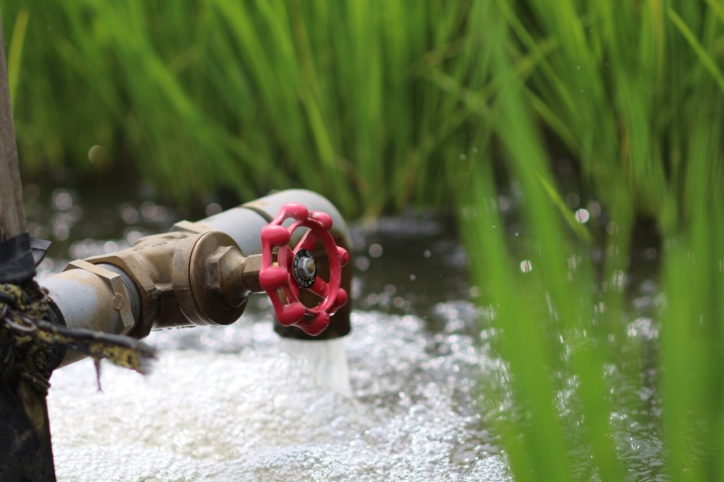稲の水