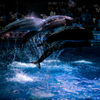 AQUA PARK SHINAGAWA***