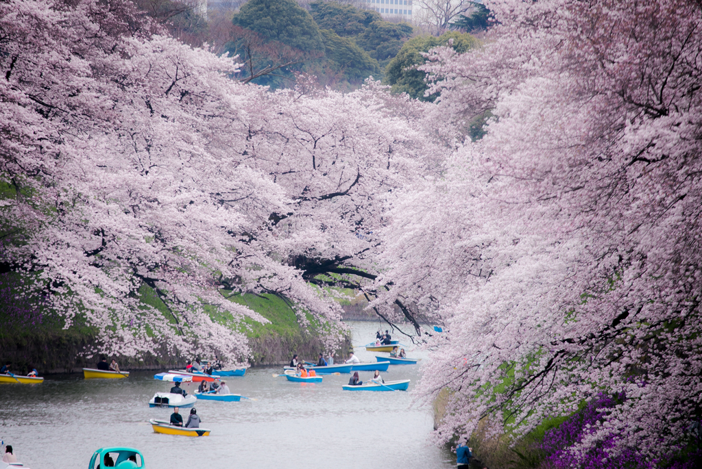桜Ⅰ