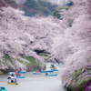 桜Ⅰ