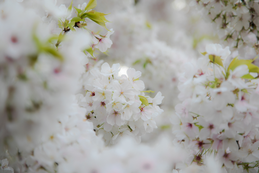 桜Ⅲ