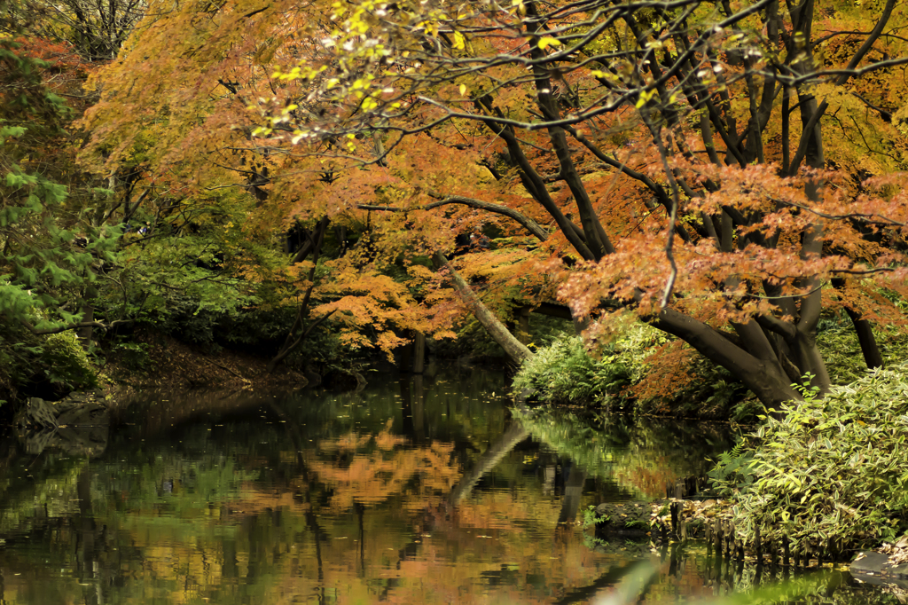 紅葉