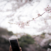 桜Ⅳ