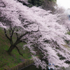 桜Ⅱ