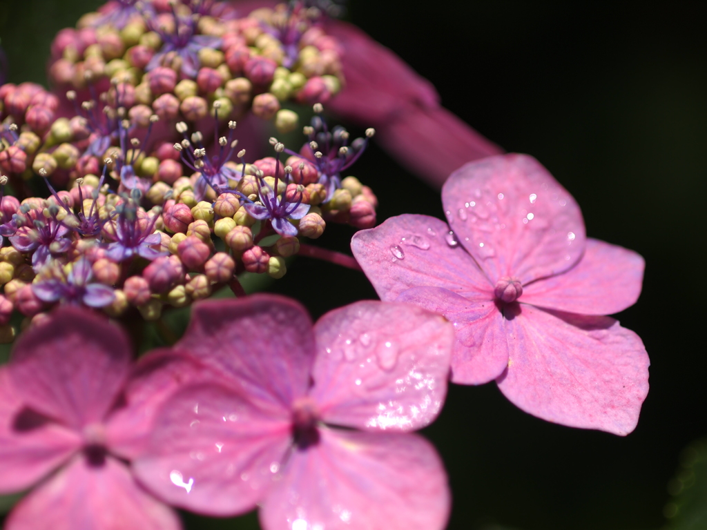 妙法寺の紫陽花